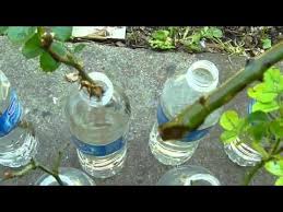 Names of jasmine in various languages of the world are also given. Pin By Judy Robbins On Garden Propigation Planting Roses Rose Cuttings Plant Cuttings