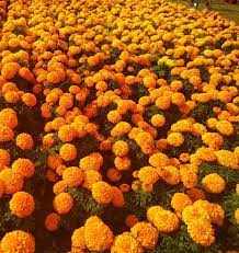 A Field Of Marigold Genda Phool Beautiful Flowers Pictures Flower Pictures Beautiful Flowers