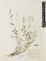 Image result for Urochloa villosa