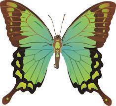 花蝴蝶美丽蝴蝶flower butterfly beautiful butterfly beautiful butterflies plant leaves flowers