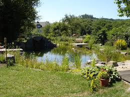 Naturschwimmteich Wunderschon Angelegt Mit Wasserfall Von Rheingrun Gartengestaltung Gartengestaltung Garten Gartenteich