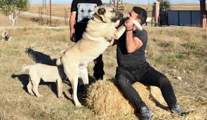 Kangal Ureticisinden Italya Yorumu Gencin Sesi Gazetesi Bingol Genc Haberleri Genc Haber