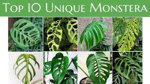 Madison m (1977) a revision of monstera (araceae). Top 10 Unique Monstera You Must Have Youtube