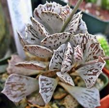 Kalanchoe Rhombopilosa Suculentas Plantas Suculentas Raras Jardim De Plantas Suculentas