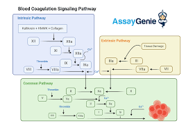 Image result for Anticoagulation Pathway