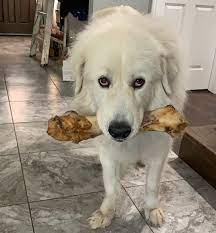 Maybe you would like to learn more about one of these? Is The Great Pyrenees Lab Mix A Loveable Bear Dog K9 Web