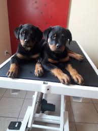 Vétérinaire CABINET VETERINAIRE Dr Marco GUFFANTI à Malissard