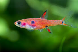 Dwarf Rasbora
