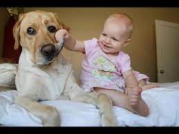 Chó cưng và em bé - Những chú chó dễ thương và em bé - YouTube