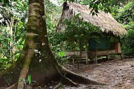 Www Facebook Com Ayaexp Iquitos Ayahuasca Retreat