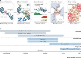 You can calculate your work hours with our free time card calculator. Dynamic Chromatin Technologies From Individual Molecules To Epigenomic Regulation In Cells Nature Reviews Genetics