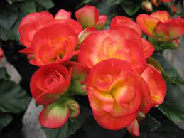 Learn How To Grow Flowering Winter Begonias Begonia Ivy Plant Indoor Plants