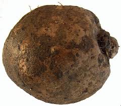 Image result for Dioscorea cayenensis