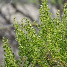 Image result for Commicarpus pilosus