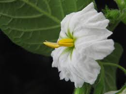 Image result for Solanum litoraneum