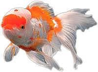 Maybe you would like to learn more about one of these? Jenis Ikan Koki Berdasarkan Bentuk Warna Bentuk Ekor