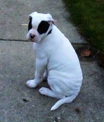 Blue bulldog ace loves lassie! American Bulldog Dog Breed Pictures 4