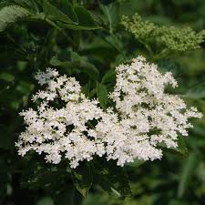 Fruit trees, flowering trees, evergreens or conifers are all completely compatible. Sambucus Nigra Seeds Elder Flower Black Elder Lady Ellhorn Pipe Tree Whistle Tree Old Lady Bore Tree Hylder Plant World Seeds