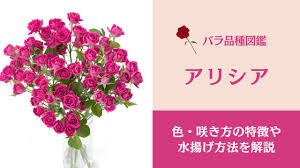 Bloom Note（ブルームノート）