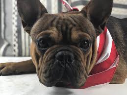 13,469 likes · 65 talking about this. Pin By Kenda Watt On New Dog Dog Vest Harness French Bulldog Puppies Bulldog Puppies For Sale