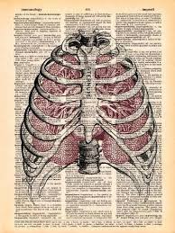 Sternum Lungs Art Print Book Dictionary Art Art Com In 2020 Lungs Art Dictionary Art Dictionary Art Print