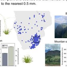 Image result for Microchloa
