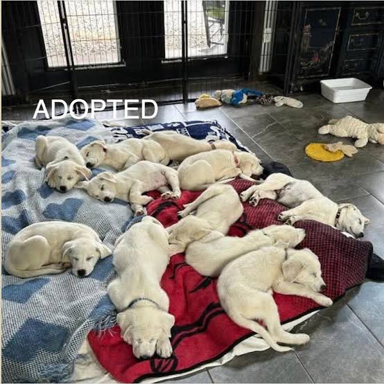 Eleventh Hour Rescue🐾 | ALL 14 LAB/Great Pyrenees PUPPIES HAVE BEEN  ADOPTED! 🐾🎉 Congratulations to everyone who welcomed one of these snuggle  bugs into their... | Instagram