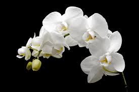 These groups typically send large flower stands with flowing ribbons. How Much Should I Spend On Funeral Flowers