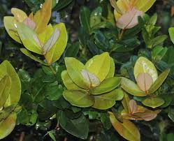 Image result for Calophyllum