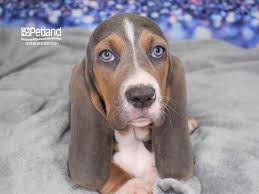 Buy, sell and adopt basset hound dogs and puppies near you. Basset Hound Dog Male Blue Tan And White 2605039 Petland Independence Mo