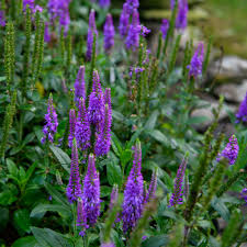 Image result for Veronica abyssinica