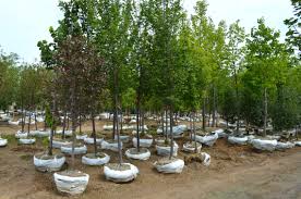 It doesn't, however, mean you can't grow gorgeous plants anyway. Planting Trees And Shrubs In Clay Or Sandy Soil