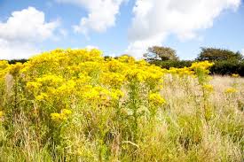 A soil test will give you the basics about ph. Toxic Plants For Horses Nz Horse Pony