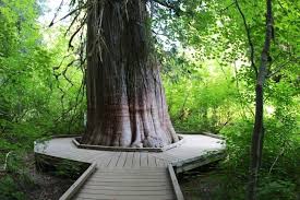 Enjoy Scenic Views While Hiking The Grove Of The Patriarchs Trail In Washington Washington Hikes Washington Travel Washington State Travel