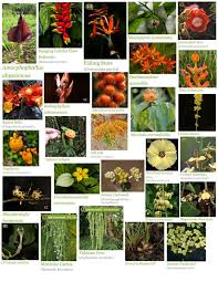 Image result for Phyllanthus bequaertii