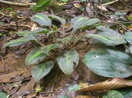 Image result for Palisota ambigua