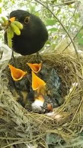 Wilds Birds Panosundaki Pin