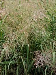 Image result for Panicum pilgeri