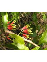 Image result for Dictyophleba