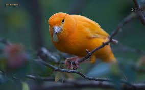 Birds picture find best latest birds picture for your pc desktop background & mobile phones. Bird Desktop Wallpaper Single Bird Wallpaper For Pc 1600x1000 Download Hd Wallpaper Wallpapertip