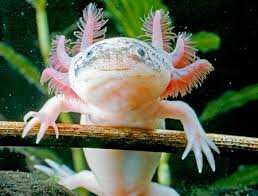 Ajolote, el curioso anfibio exótico - AnimalesExoticos