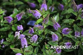 Image result for shrubby veronica hebe