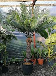 Image result for Cycas