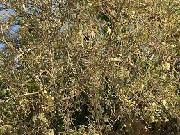 Image result for Phaeoptilum spinosum