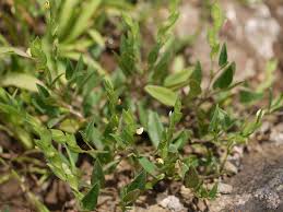 Image result for Zornia pratensis