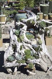 45 Ideas To Organize Your Succulent With Driftwood Succulent Garden Design Succulents Garden Plants