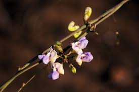 Image result for Decorsea schlechteri