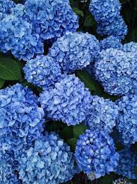 Be Happy 22 Cape Cod New York City San Diego J Crew Lilly Pulitzer Paris Hydrangea Care Beautiful Flowers Flowers Nature