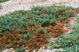 Image result for kabatina thujae