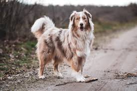 Border Collie Vs Australian Shepherd: The Differences (With Pictures) –  Dogster
